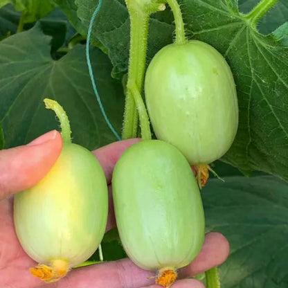 Premium Jade Mini Cucumber Seeds | High Yield | Kitchen Garden Seeds
