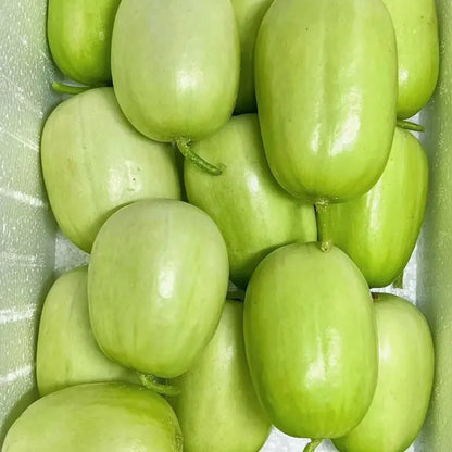 Premium Jade Mini Cucumber Seeds | High Yield | Kitchen Garden Seeds