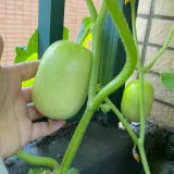 Premium Jade Mini Cucumber Seeds | High Yield | Kitchen Garden Seeds