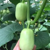 Premium Jade Mini Cucumber Seeds | High Yield | Kitchen Garden Seeds