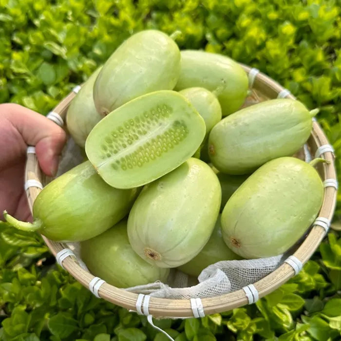 Premium Jade Mini Cucumber Seeds | High Yield | Kitchen Garden Seeds