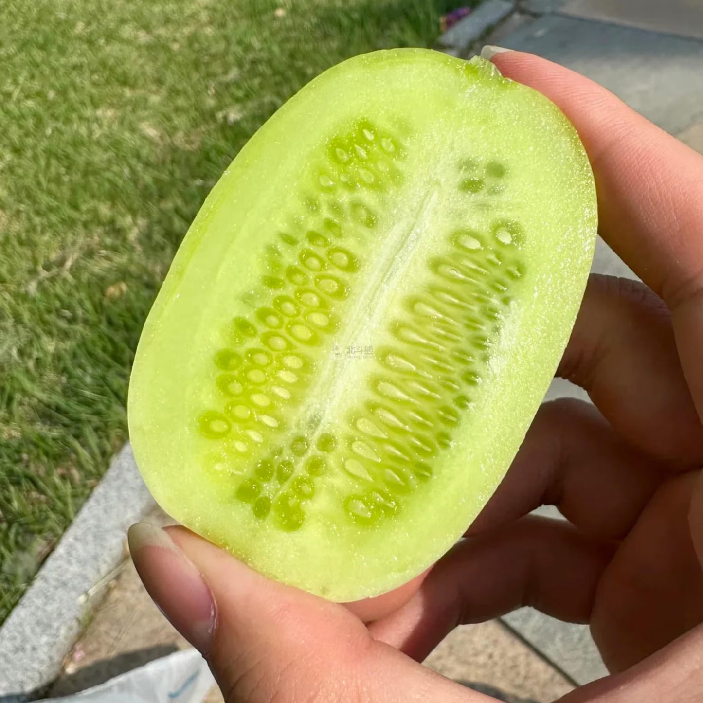 Premium Jade Mini Cucumber Seeds | High Yield | Kitchen Garden Seeds