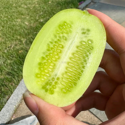 Premium Jade Mini Cucumber Seeds | High Yield | Kitchen Garden Seeds