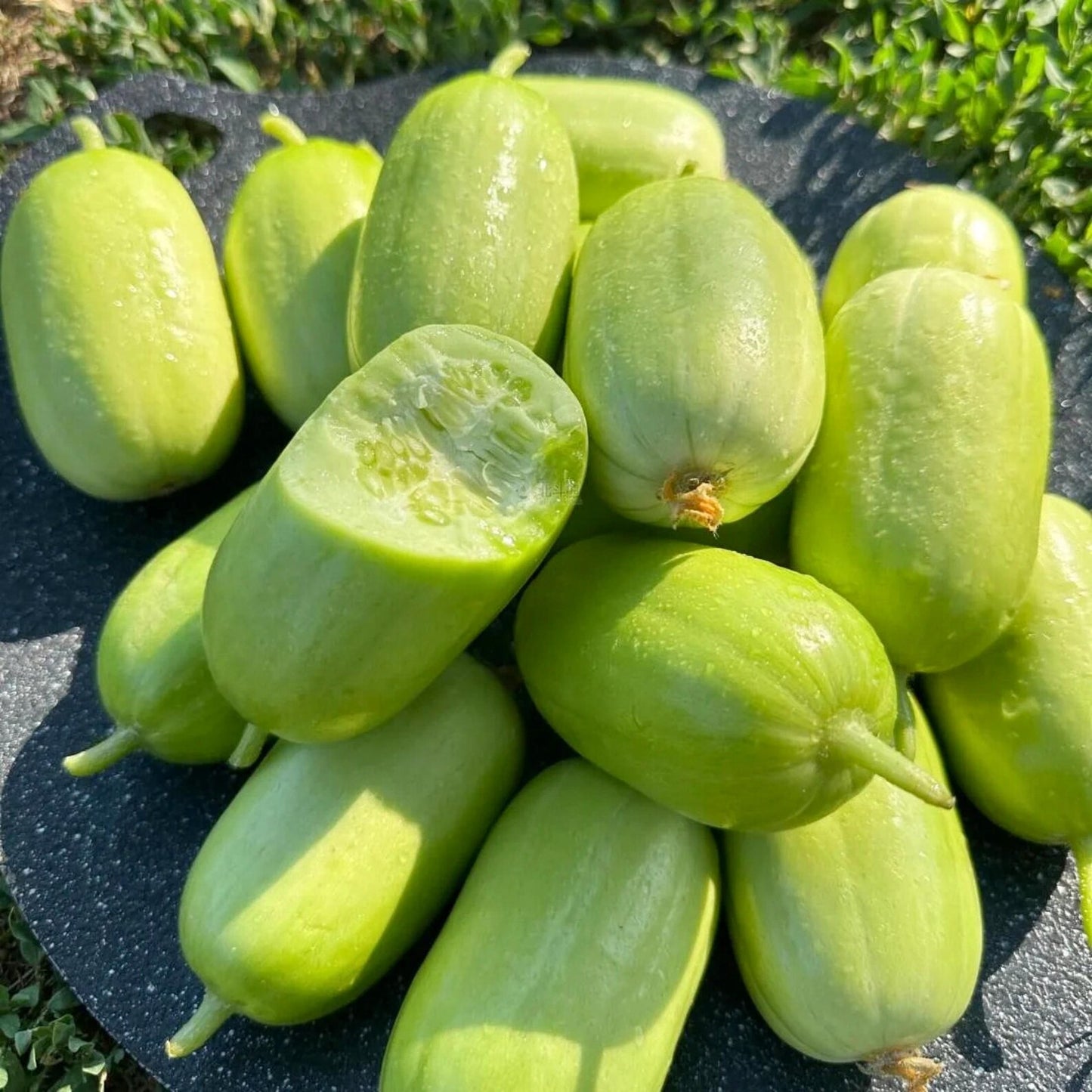 Premium Jade Mini Cucumber Seeds | High Yield | Kitchen Garden Seeds